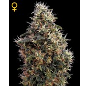 Semillas Sweet Mango Autoflowering